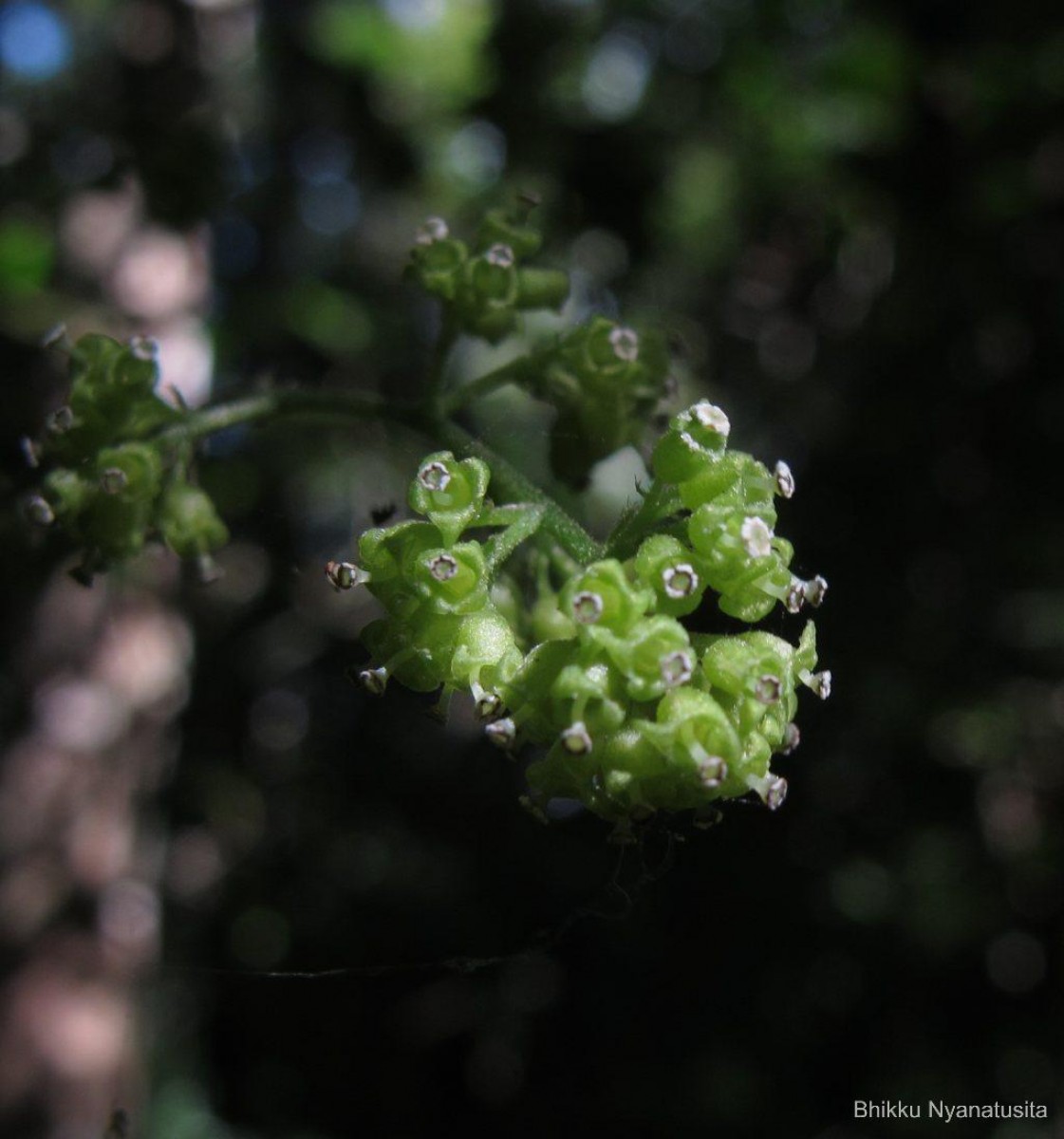 Cyclea peltata (Lam.) Hook.f. & Thomson